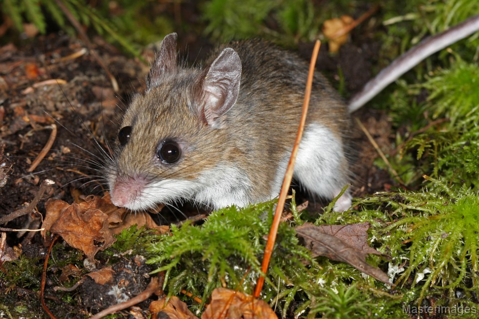 Deermice