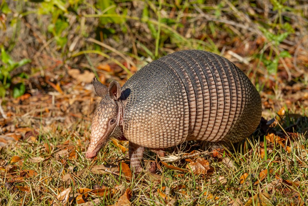 Nine-banded Armadillo