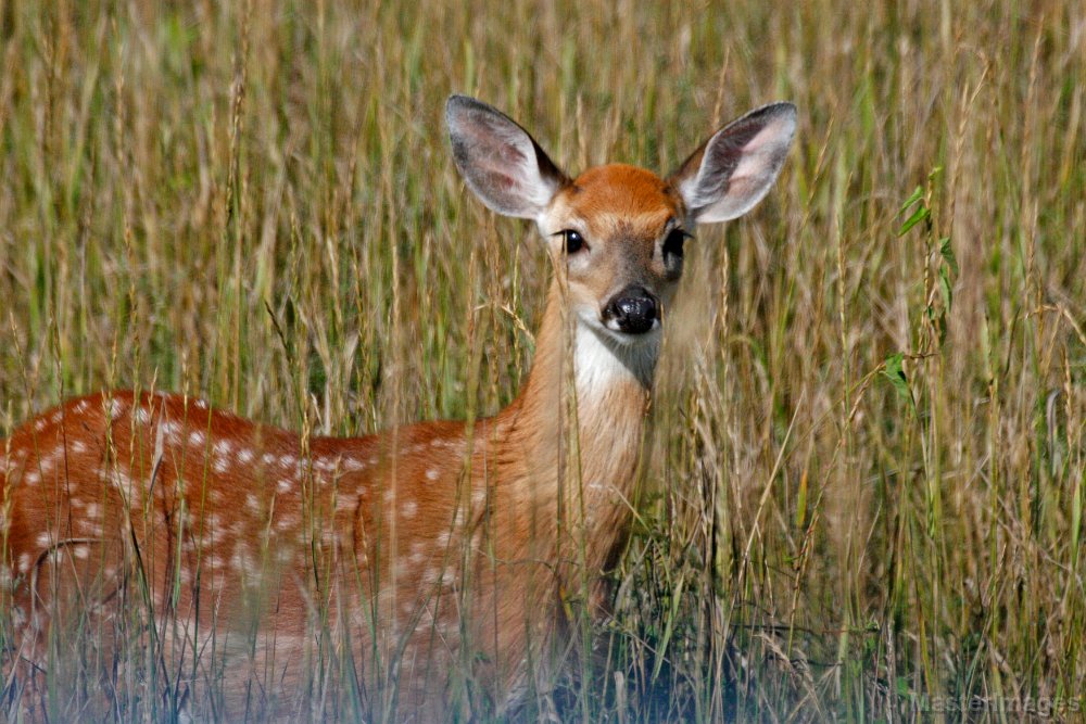 IMG_9329c2.jpg - White-tailed Deer (Odocoileus virginianus)